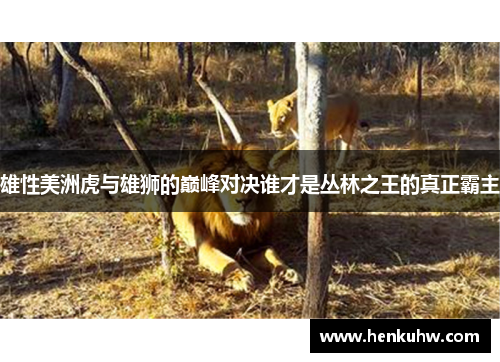 雄性美洲虎与雄狮的巅峰对决谁才是丛林之王的真正霸主